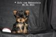 Yorkshire Terrier Welpe Zulu vom Hohenstein 77 Tage alt